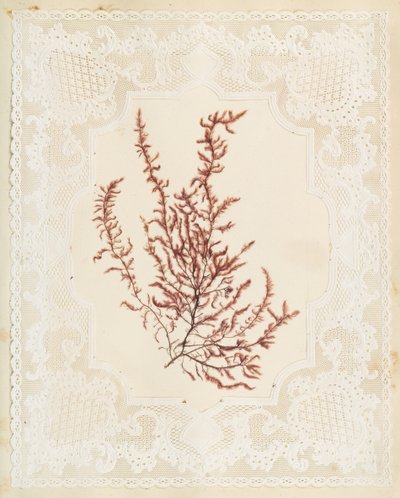 Seetang von Eliza A. Jordson