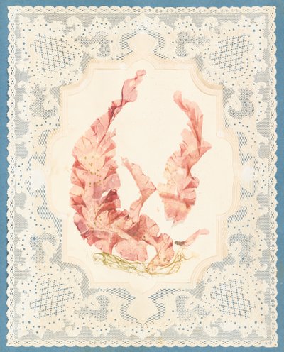 Seetang von Eliza A. Jordson