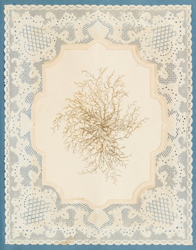 Seetang von Eliza A. Jordson