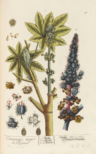 Herbarium Blackwellianum emendatum et auctum, 1754-1773 von Elizabeth Blachrie Blackwell