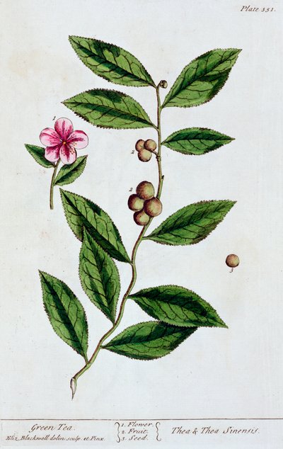 Grüner Tee, 1782 von Elizabeth Blackwell
