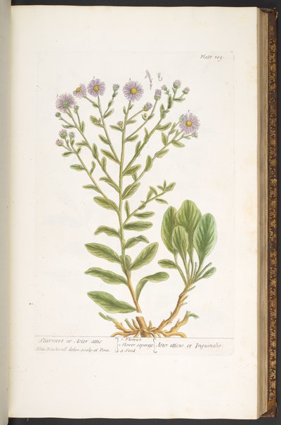 Tafel 109, aus 