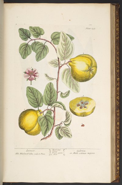 Tafel 137, aus 