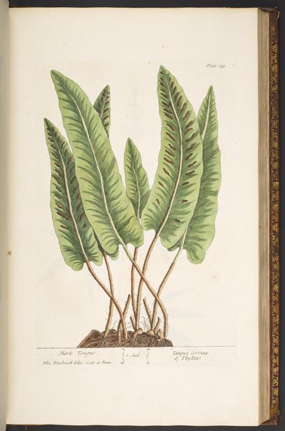 Tafel 138, aus 