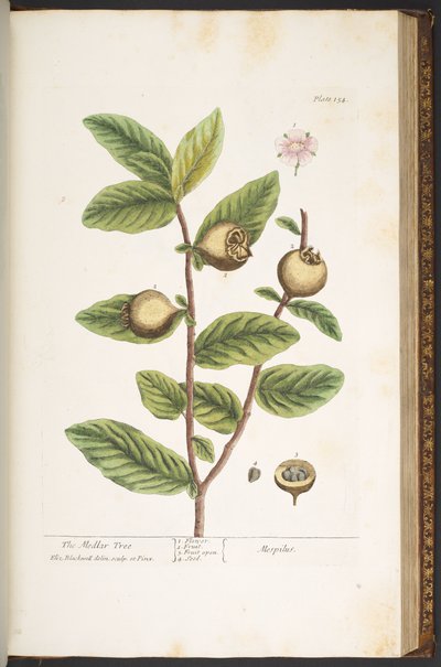 Tafel 154, aus 