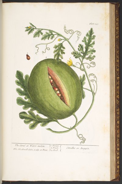 Tafel 157, aus 
