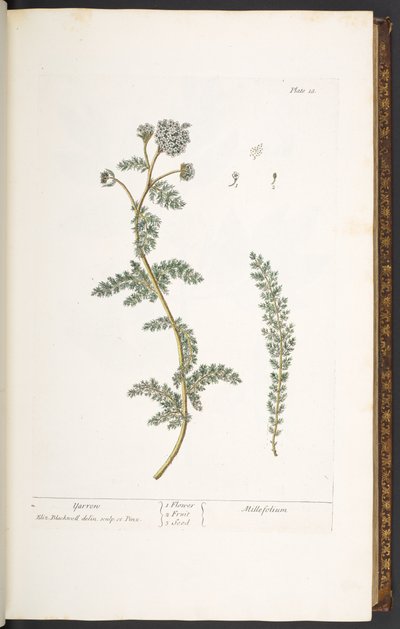 Tafel 18, Schafgarbe, aus 