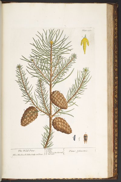 Tafel 190, aus 