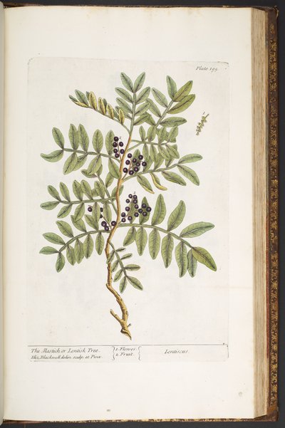 Tafel 195, aus 