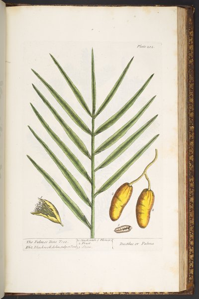 Tafel 202, aus 