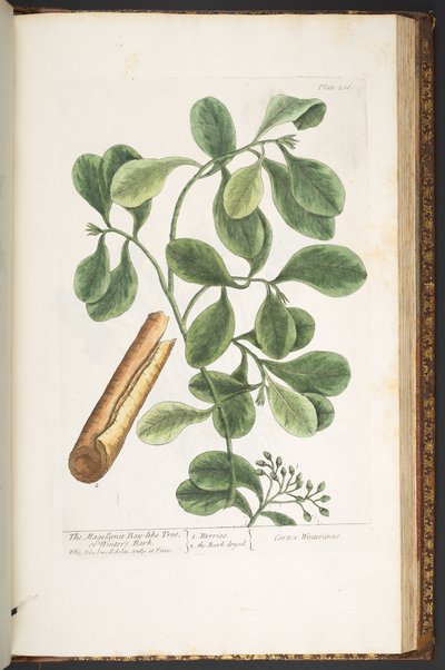 Tafel 206, aus 
