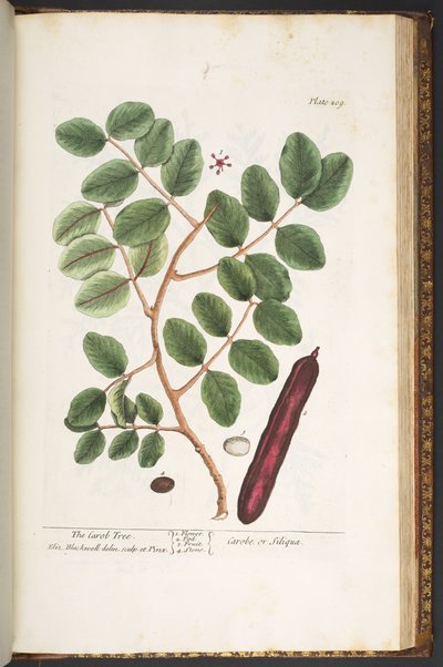 Tafel 209, aus 