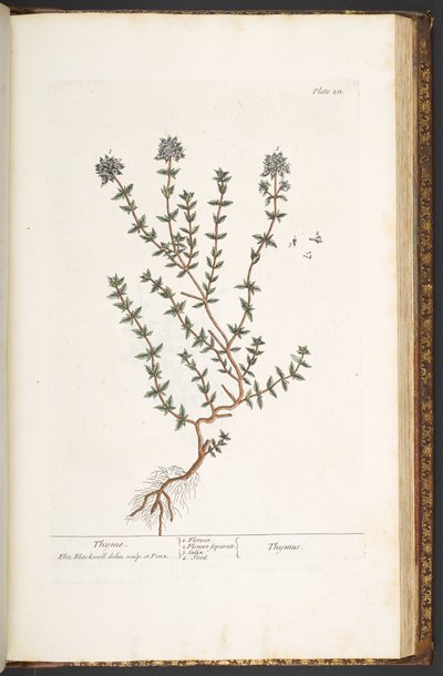 Tafel 211, Thymian, aus 