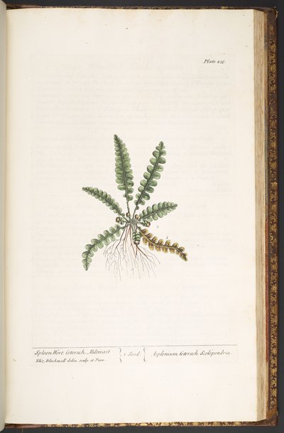 Tafel 216, aus 