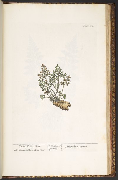 Tafel 219, aus 