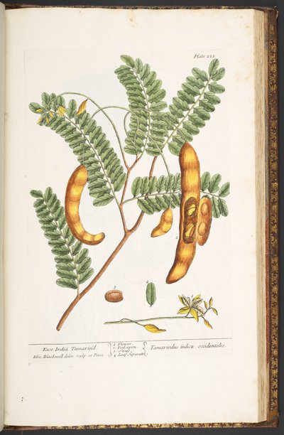 Tafel 221, aus 