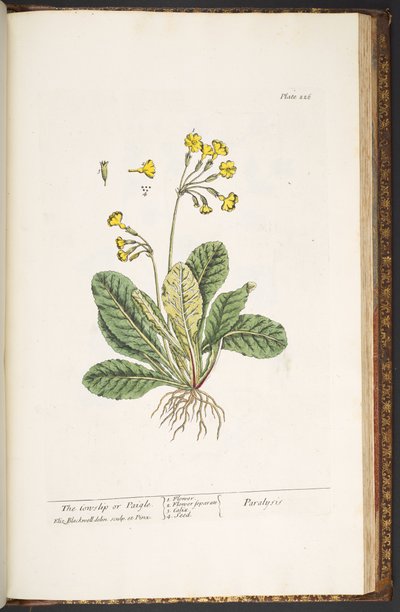 Tafel 226, aus 