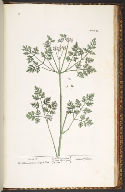 Tafel 236, Kerbel, aus 