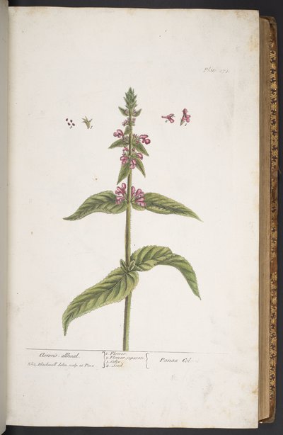 Tafel 273, aus 