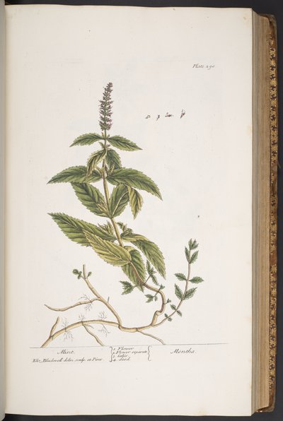 Tafel 290, aus 