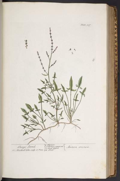 Tafel 307, aus 