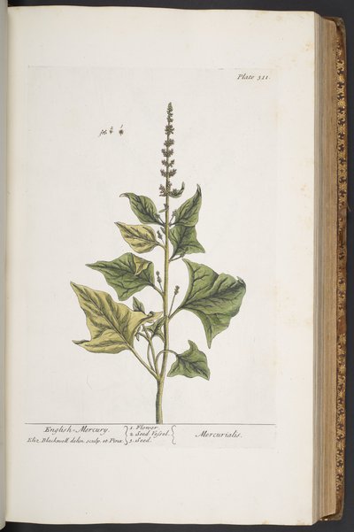 Tafel 311, aus 