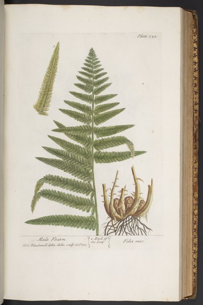 Tafel 323, aus 
