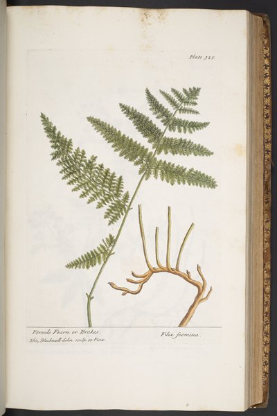Tafel 325, aus 