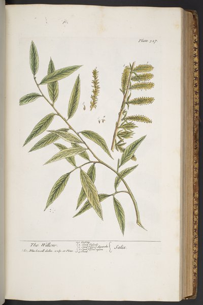 Tafel 327, aus 