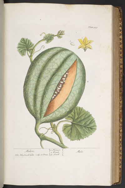 Tafel 329, aus 
