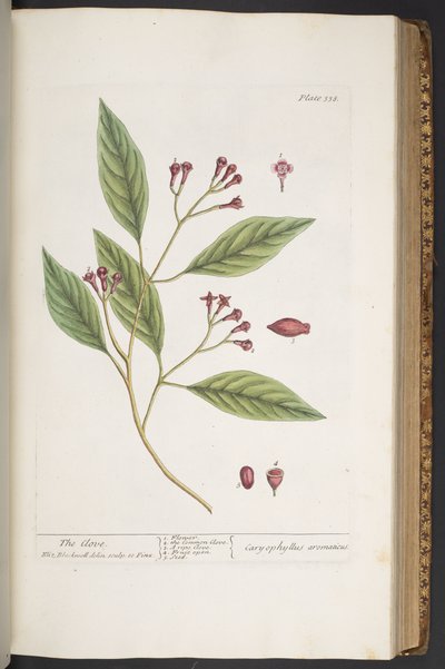Tafel 338, aus 