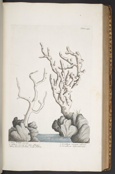 Tafel 342, aus 
