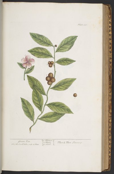 Tafel 351, aus 