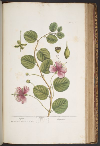 Tafel 417, aus 