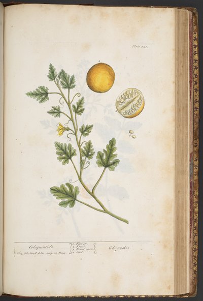 Tafel 441, aus 