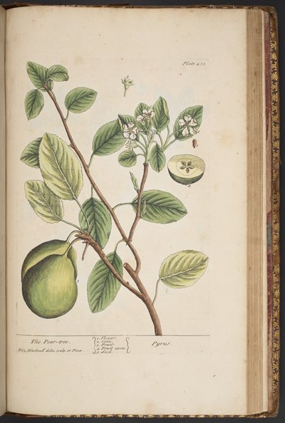 Tafel 453, aus 