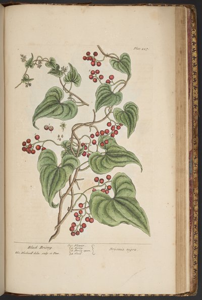 Tafel 457, aus 
