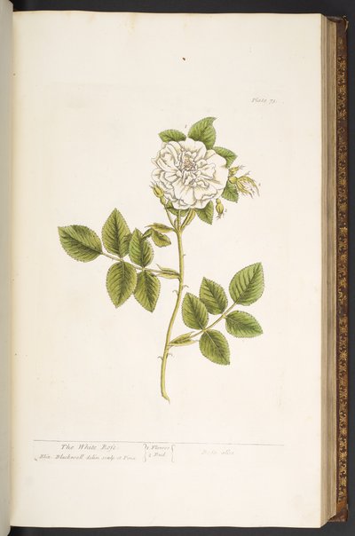 Tafel 73, aus 