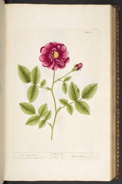 Tafel 78, aus 