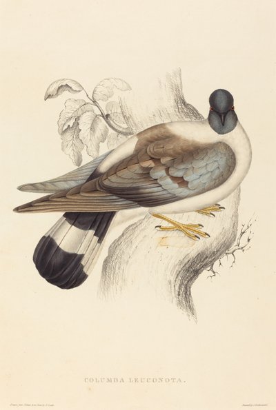 Schneetaube von Elizabeth Gould