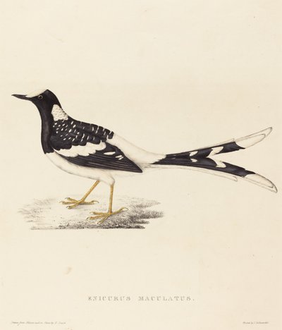 Enicurus Maculatus (Gefleckter Forktail) von Elizabeth Gould