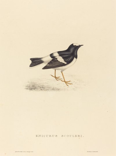 Enicurus Scouleri (Kleiner Forktail) von Elizabeth Gould