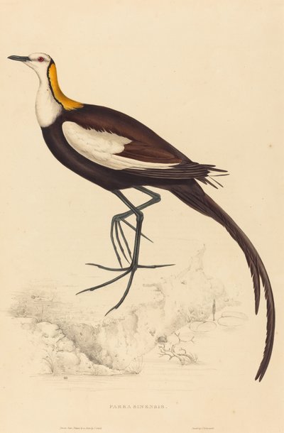 Parra Sinensis (Fasanenschwanz-Jacana) von Elizabeth Gould