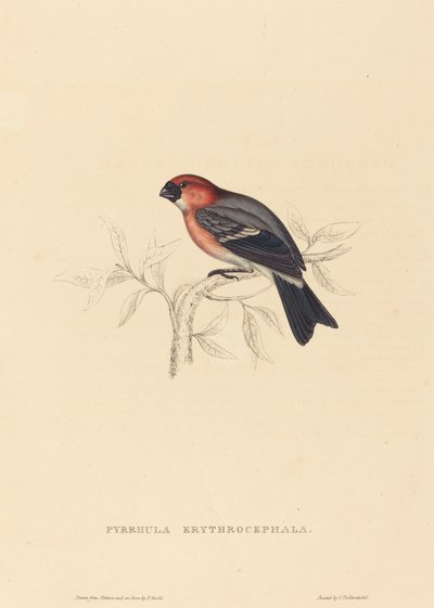 Pyrrhula Erythrocephala (Rotkopf-Gimpel) von Elizabeth Gould