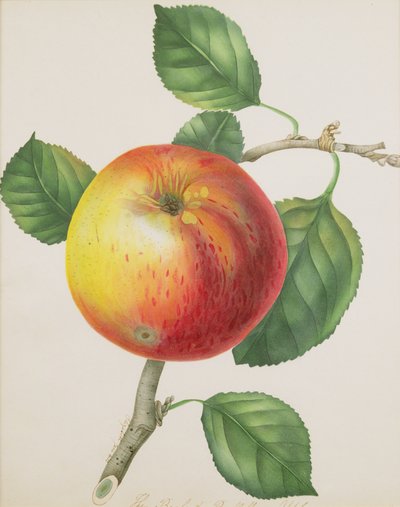 Ein Apfel, um 1835 von Elizabeth Jane Hill