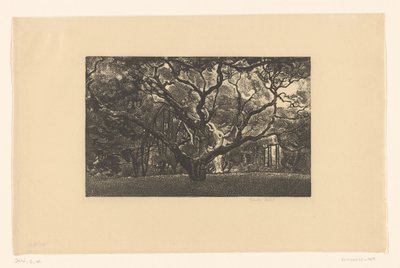 Alter Baum von Emilius Wilhelmus Dehé (signed by artist)
