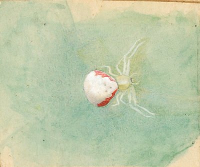 Porzellanweiße Spinne von Emma Beach Thayer