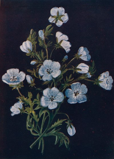 Baby-Blue-Eyes, ca. 1915 von Emma Graham Clock