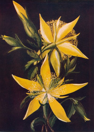 Flammender Stern, um 1915, 1915 von Emma Graham Clock