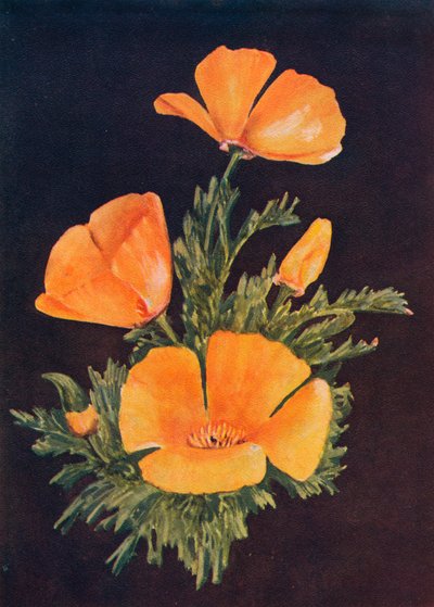 Kalifornischer Mohn von Emma Graham Clock